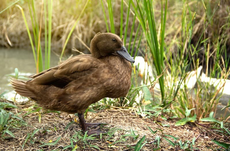 Ground Duck