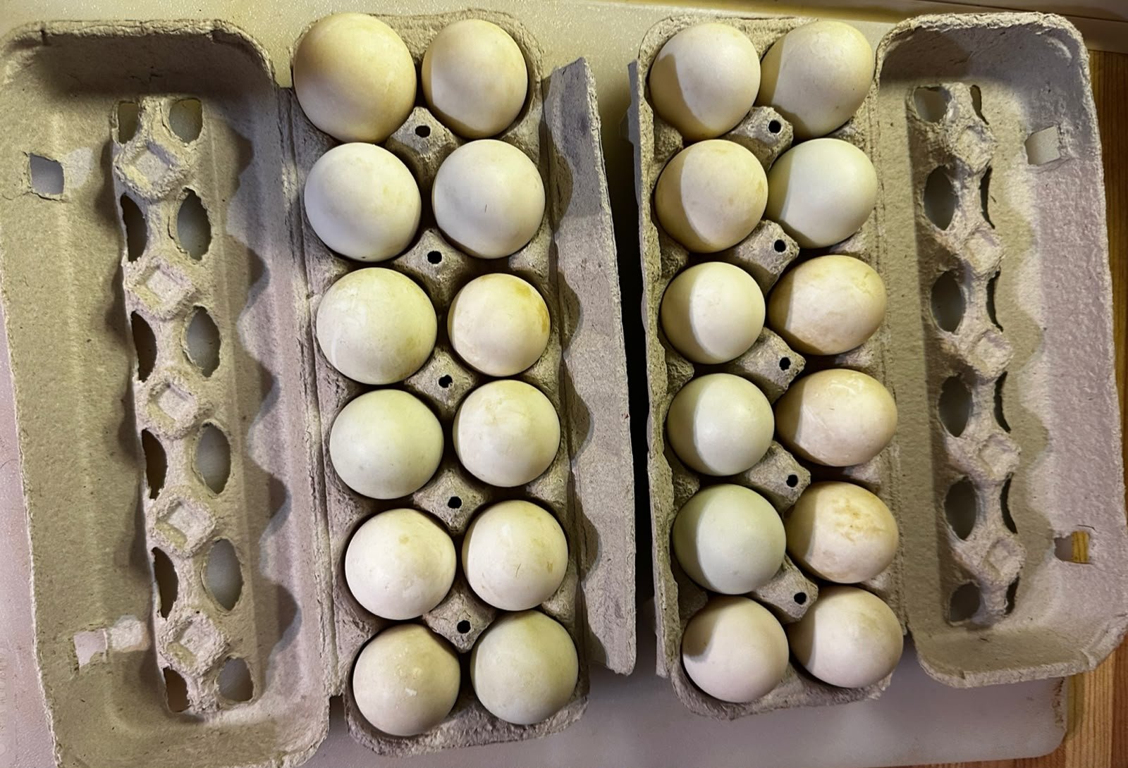 Duck Eggs
