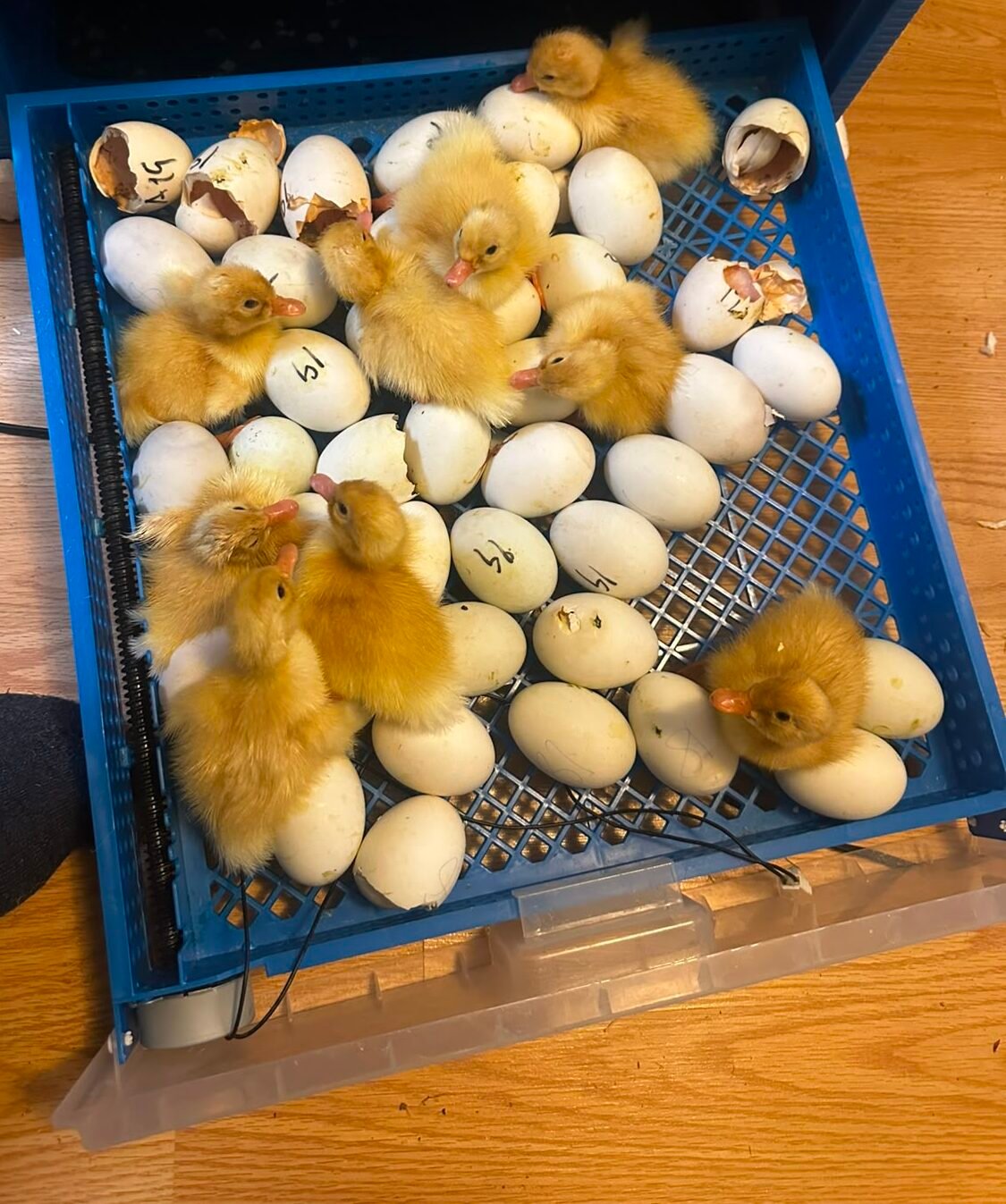 Ducklings